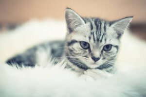 Faux Fur Plush Cat Bed