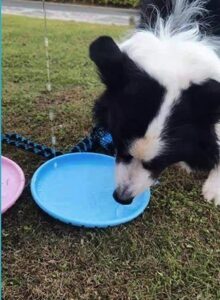 Dog Eco-Friendly Frisbee