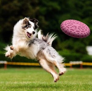 Dog Eco-Friendly Frisbee